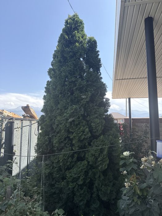 Туя, ёлки живые продается срочно.