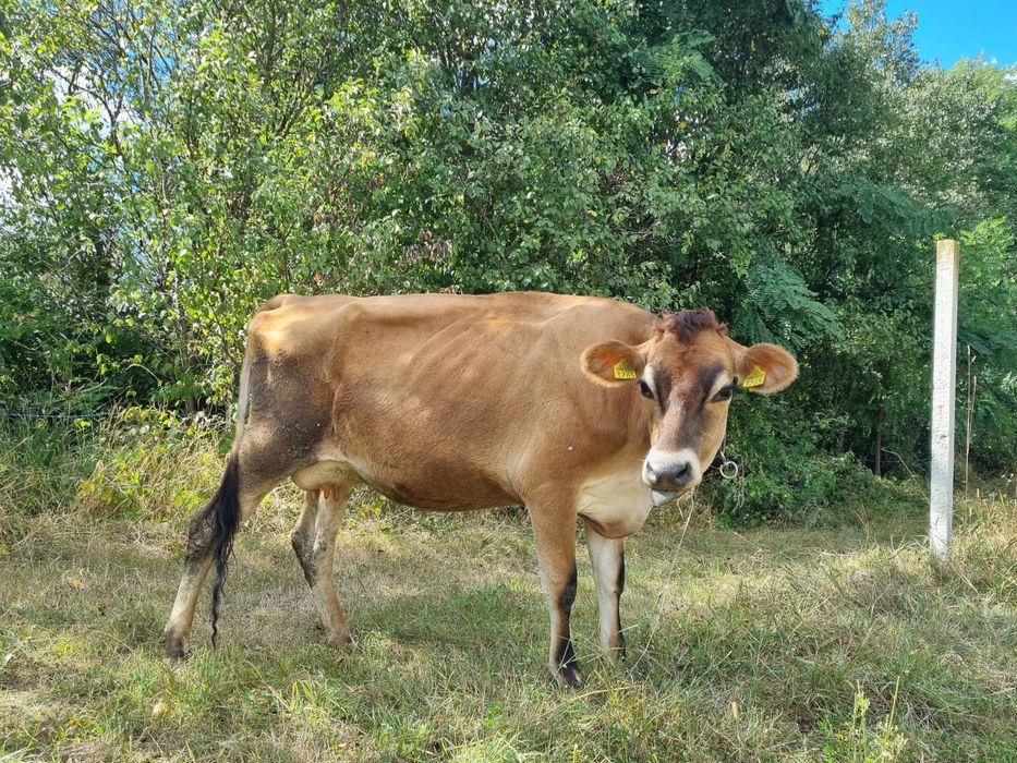 Vând vaca jersey la prima fatare