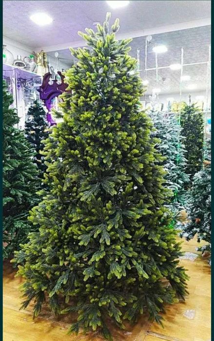 Ёлка хакки, премиум класса со склада.