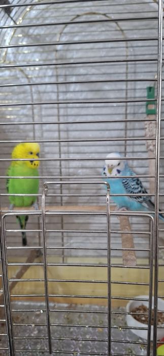 Продам попугаев  .мальчик и девочка.