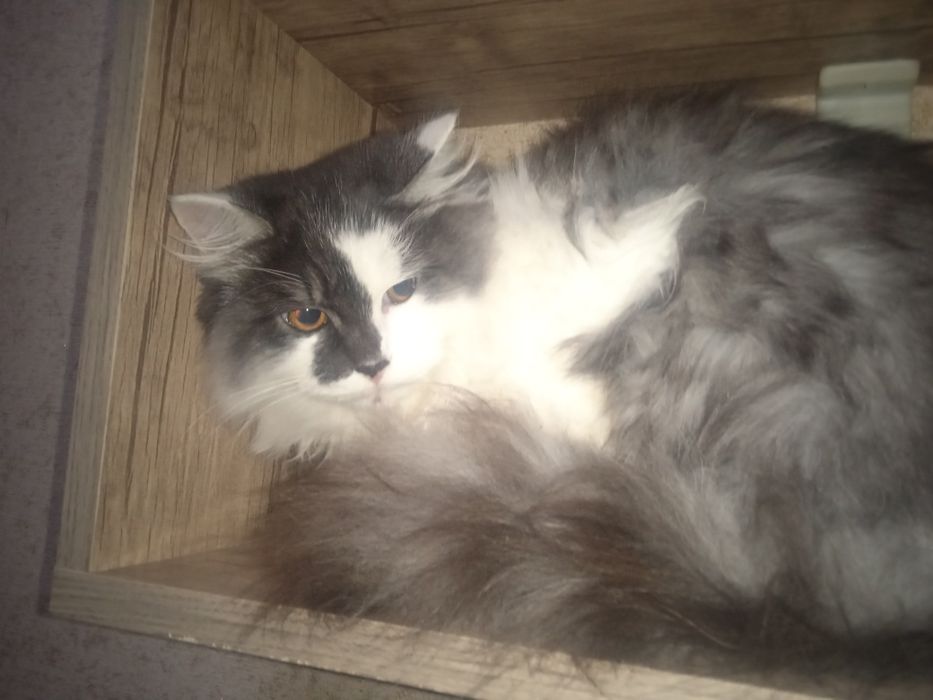 Сибирская порода