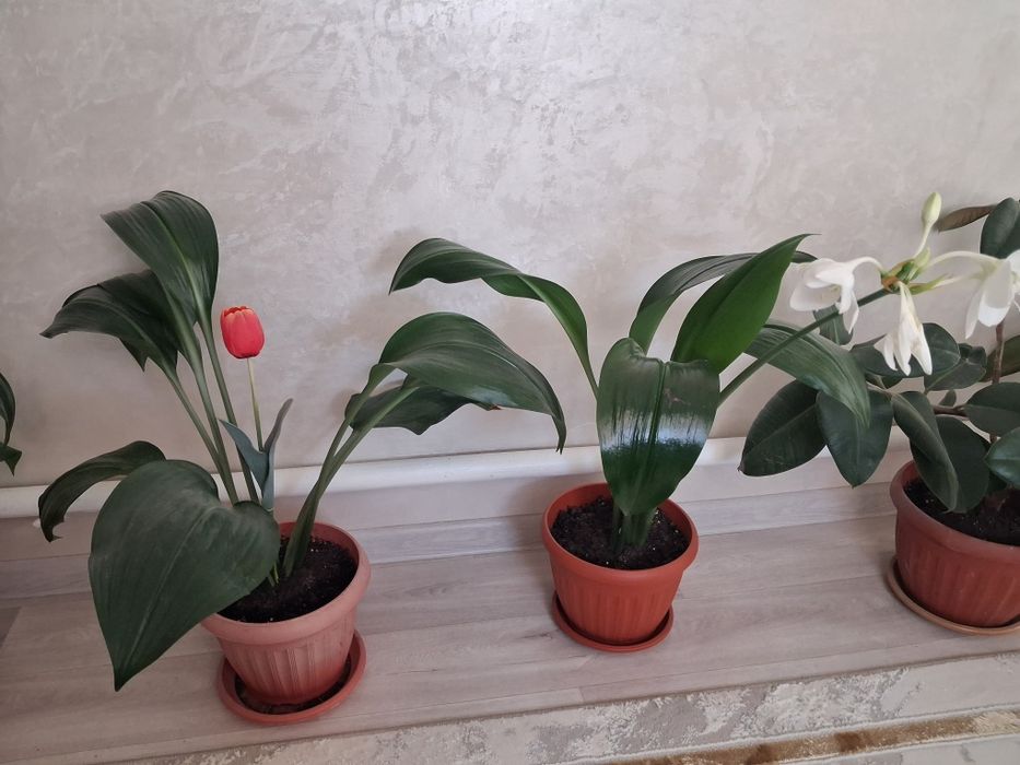 Продаётся комнатные ухоженные цветы