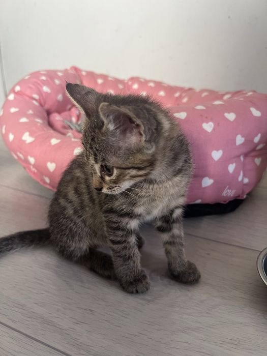 Кошка домашняя бесплатно