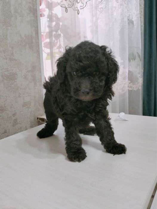 Щенок той пуделя