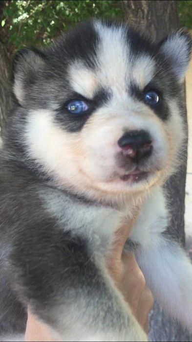 Красотке один месяц хаска