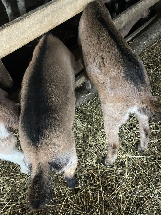 Iezi de vanzare foarte frumosi si grasi