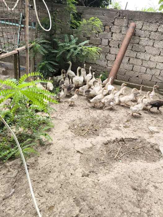 Продаются гуси, индюки, куры/ g'ozlar, tovuqlar va kurkalar