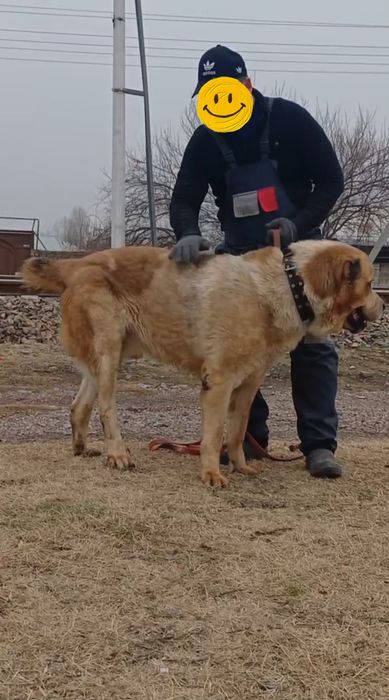 Alabay it sotiladi zoti toza narsa