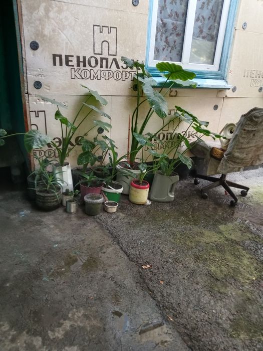 Цветы дёшево ...