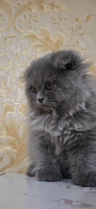 Мушугимиз сотилади