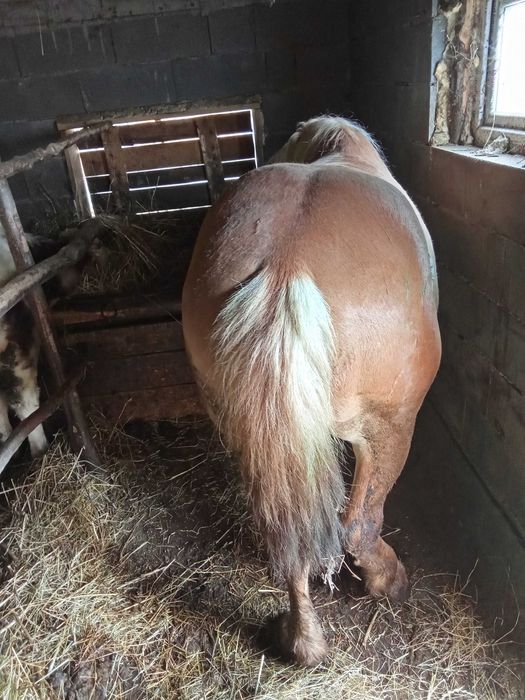 Cai de vînzare , Năsăud preturi 1.100€