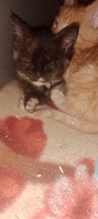 Продам  котят  мейн-кун