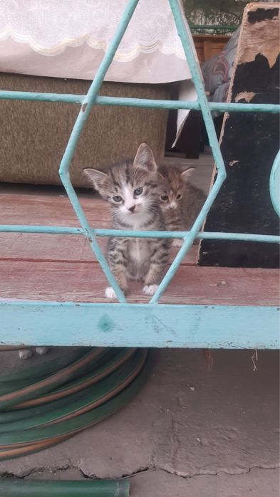 Котятки в добрые руки