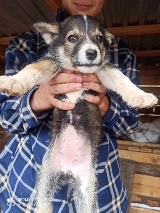 Отдам щенков