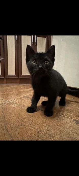 Отдам котенка 2,5 месяца девочка