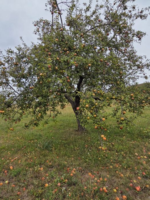 Mere de vânzare eco