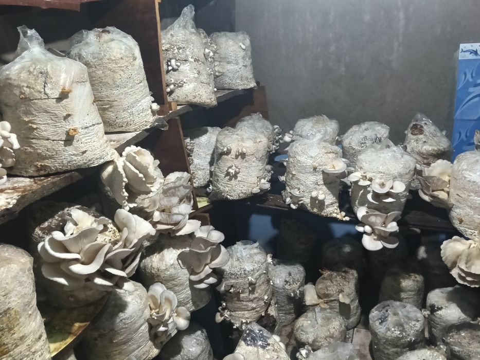 Продаются вешенки