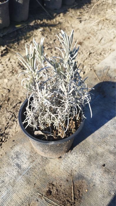 Лавандула на контейнер