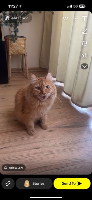 Подарям донашна котка