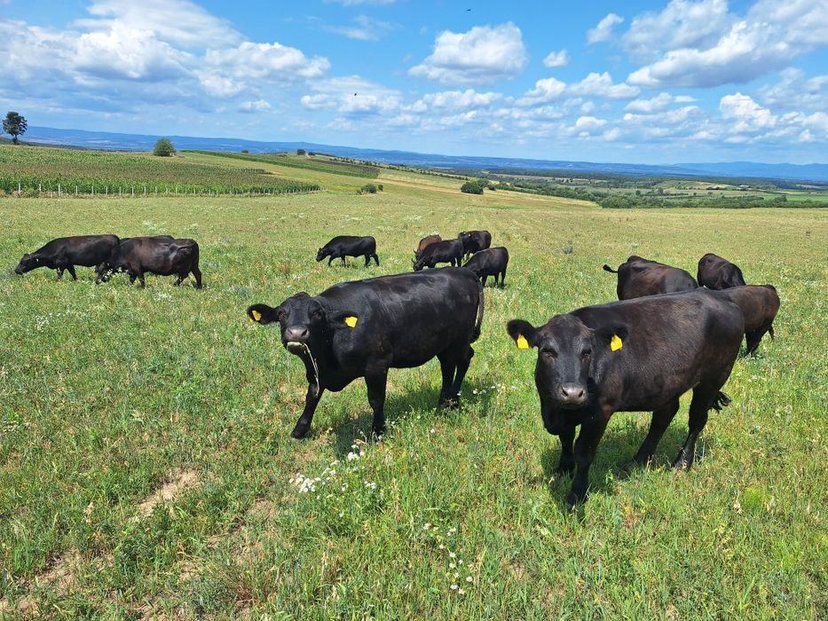 Juninci Aberdeen Angus