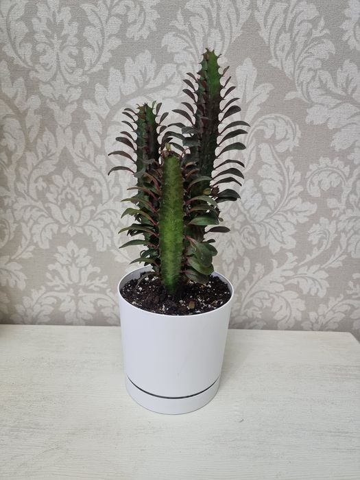 Эуфорбия Рубра 8500 тенге