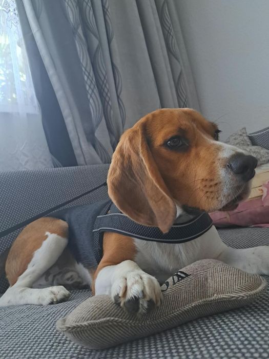 Băiețel tricolor beagle