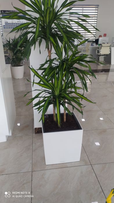 Уход за офисным и комнатные растениями