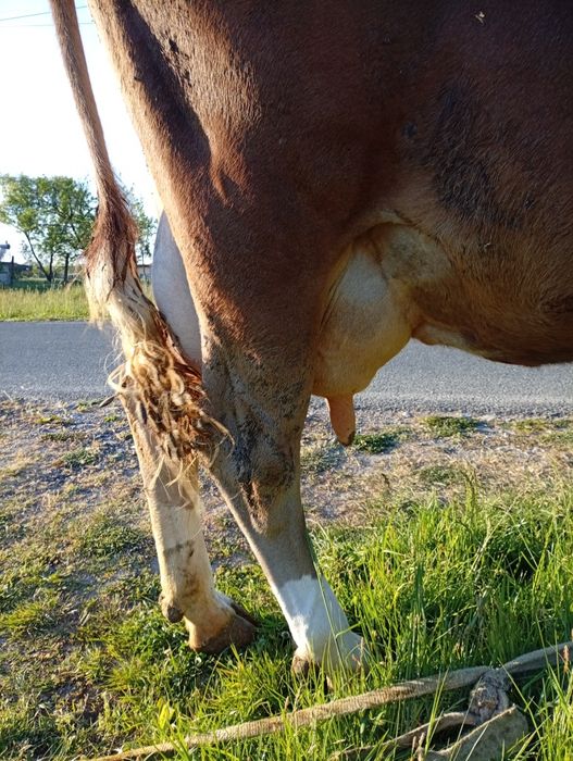 Vind vacă bună de lapte