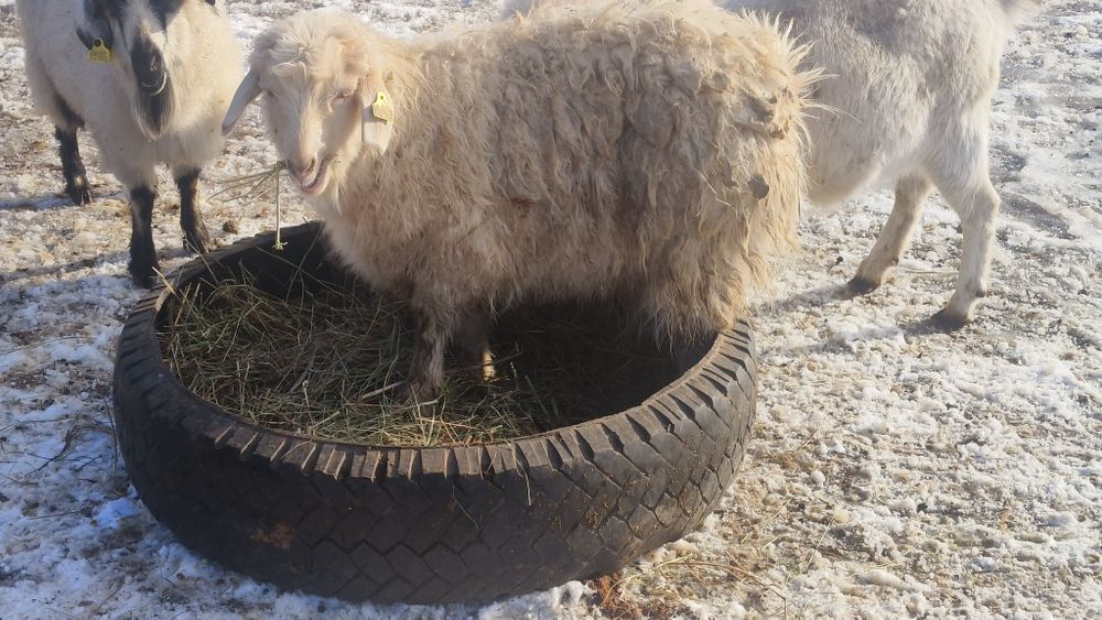 Серкелер сатылады