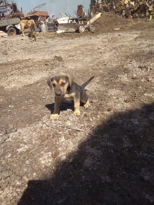 Продом щенков русской гончий