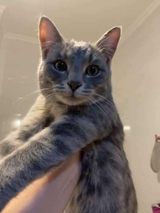 Котик молодой ищет дом