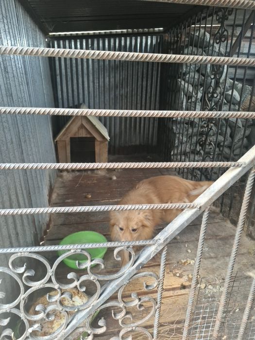 Отдам даром сабаку с домикам