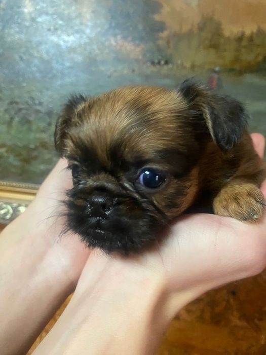 Продаются щенки Брюссельский Грифон