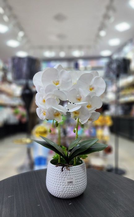 Орхидея хитой махсулоти  суний