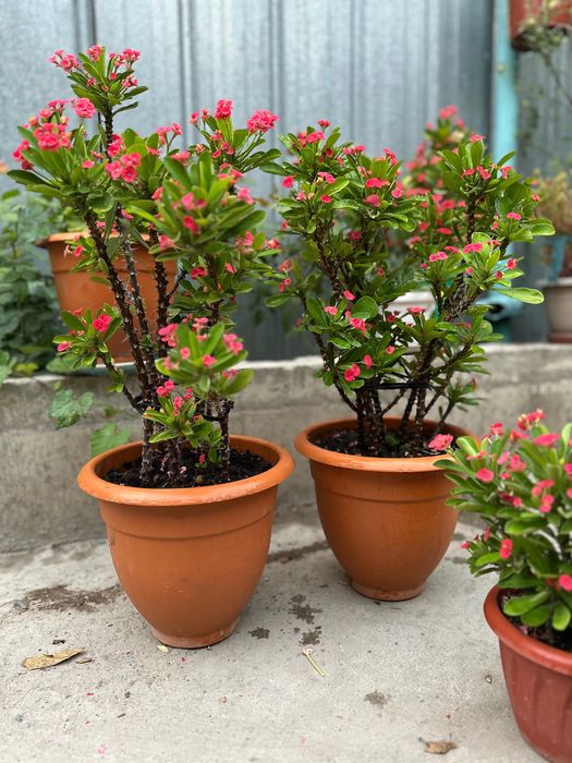 Цветы комнатные молочай герань