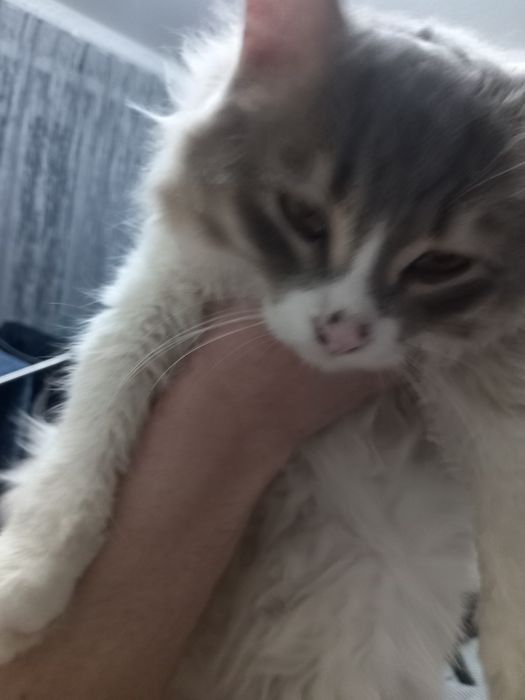 Отдам в добрые ручки котика