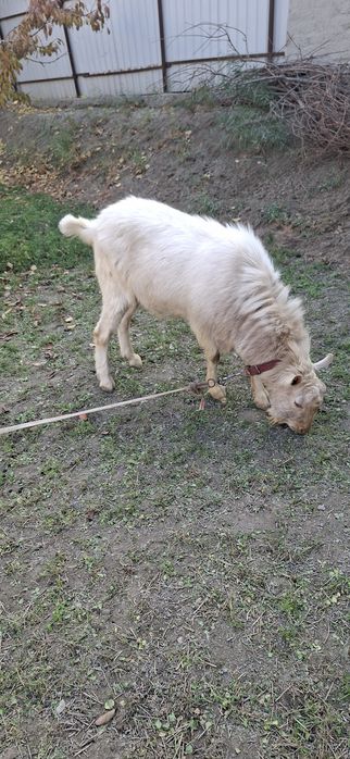 Бухорода такка хизмати