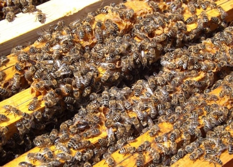 Vând mătci împerecheate Apis Melifera Carpatica