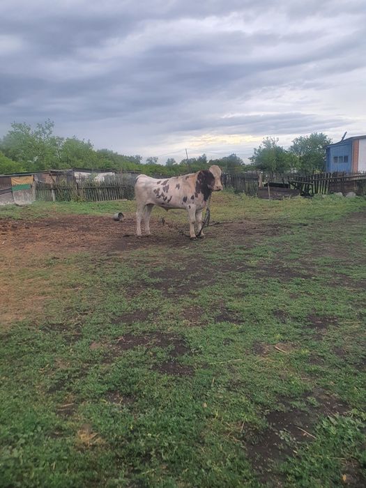 Продам молодняк сементала
