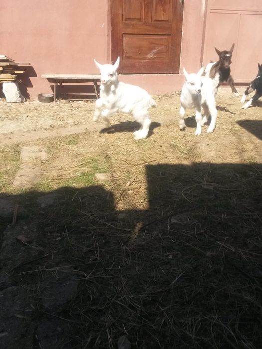 vand iezi /ieduti de curte,  pret/buc inclus sacrificarea