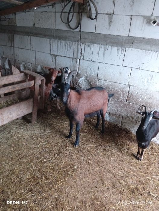 Vînd s-au schimb Țap alpin Francez de rasă pură vîrstă 1 an pur france