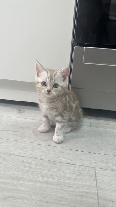 Шотландская котята сатылады
