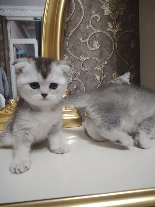 серебристая шиншилла 45 кунлик тоза зот