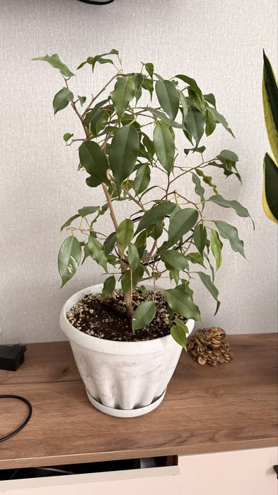 Комнатные растения