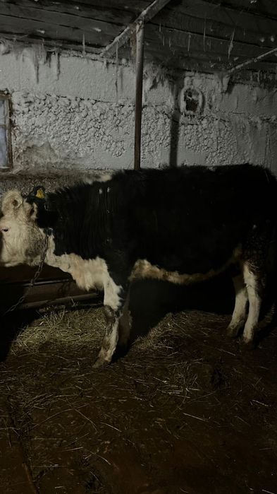 Сиыр,бұзау сатылады