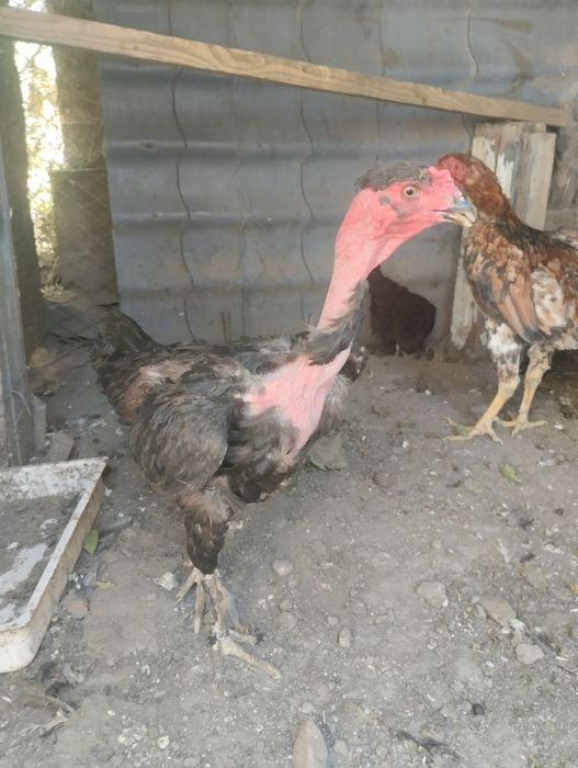 Домашнеи куреи нннн