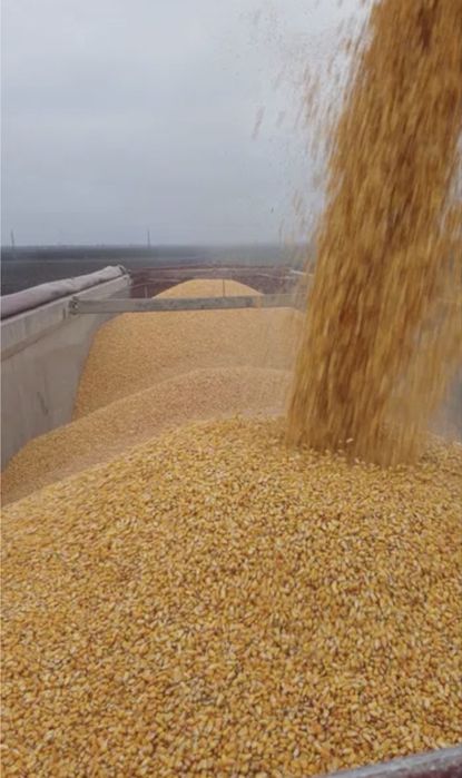 Porumb  la producator