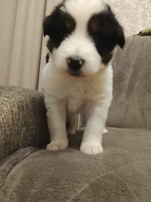 Щенятки Дворянины малышня