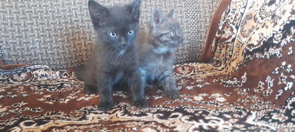 Отдам котят в добрые руки
