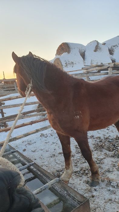 Продам жеребца четыре города